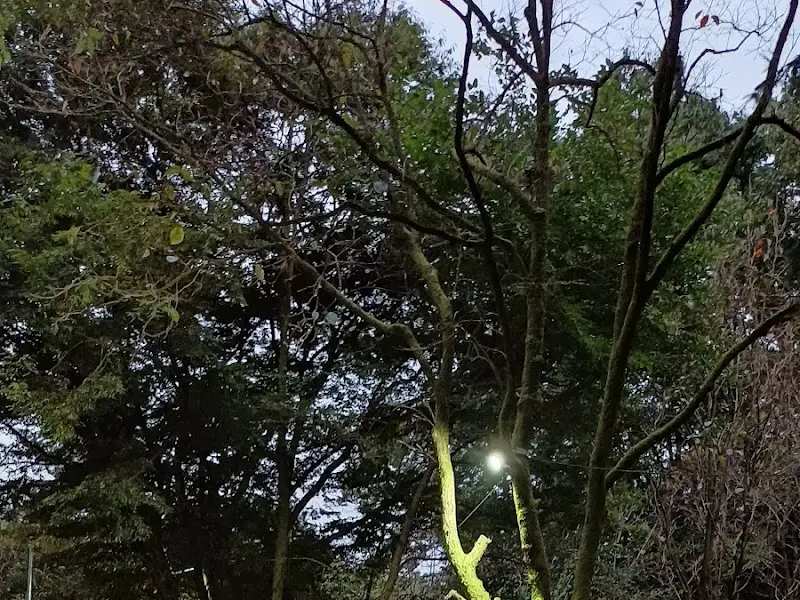 식당 주변 나무