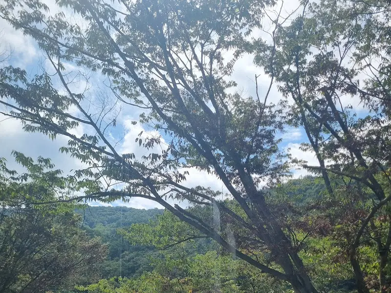 나무 사이로 보이는 하늘