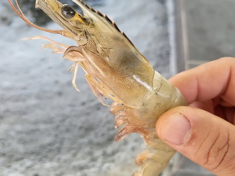 손으로 새우 잡는 모습