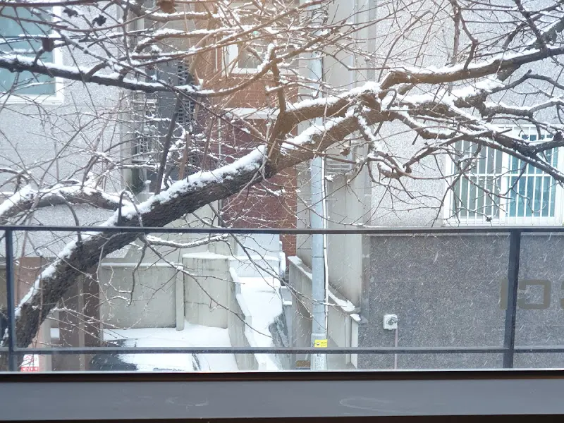 창밖으로 보이는 눈 덮인 나뭇가지 풍경