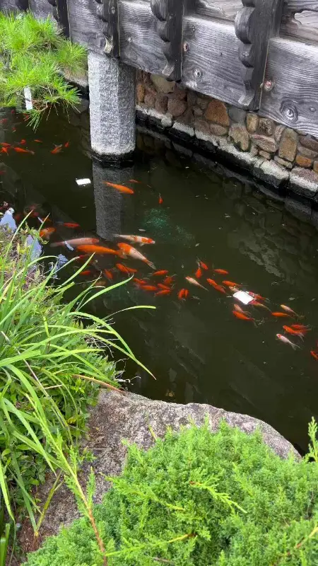 꽃자리 야외 정원의 연못에서 유유히 헤엄치는 잉어들