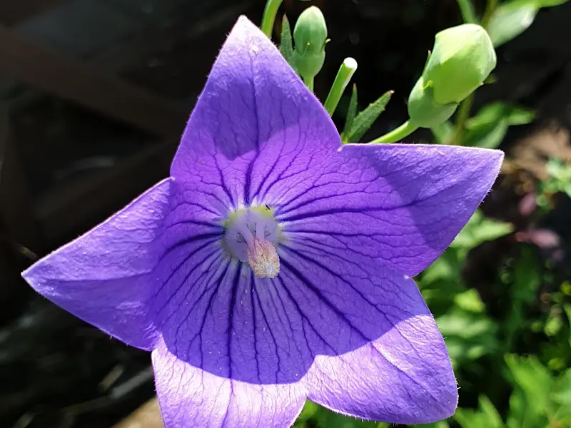 식당 앞 도라지꽃