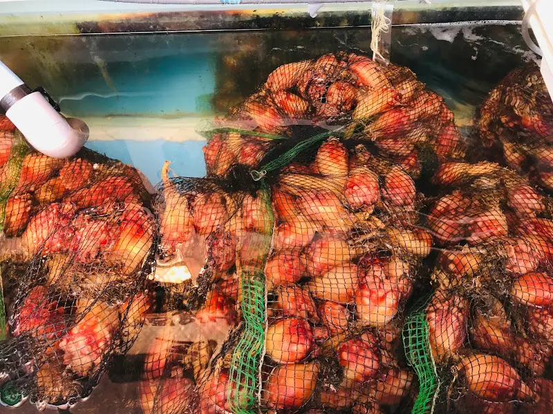 가게 앞 수조에 담겨 있는 멍게