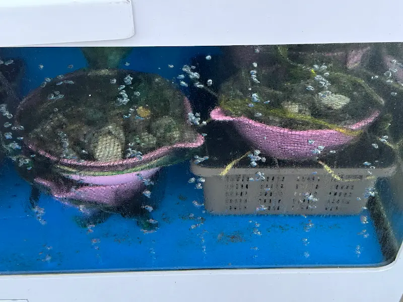 싱싱한 전복 수조