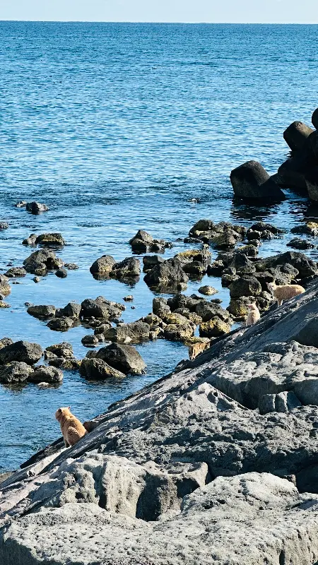 푸른 바다가 보이는 제주 판타스틱 버거 앞 풍경