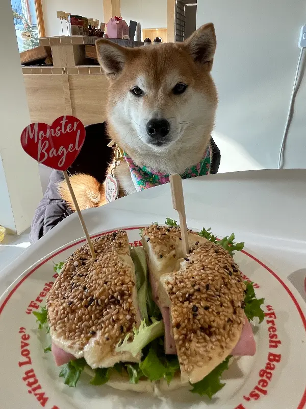 몬스터 대파 베이글