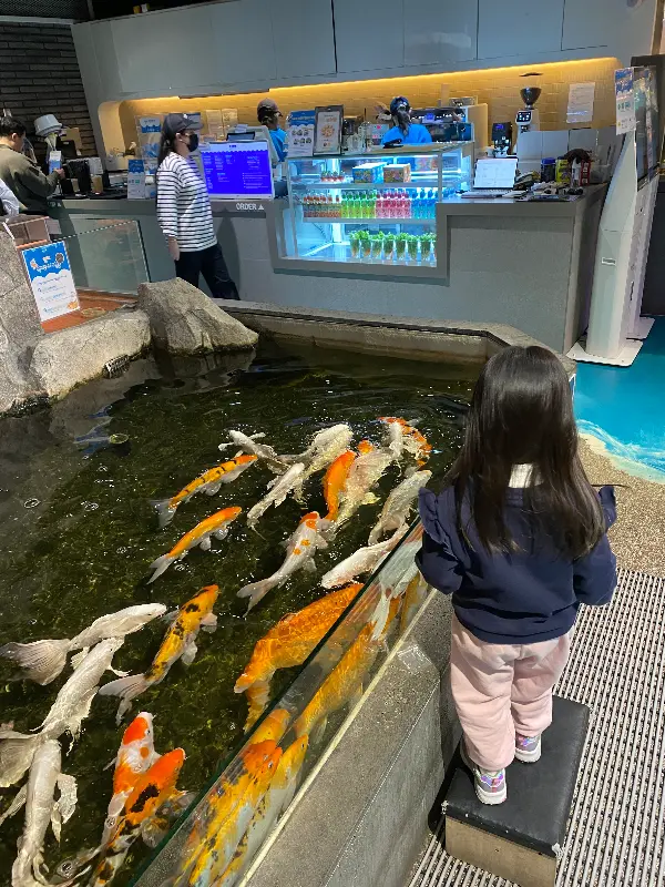 잉어 먹이 주기 체험