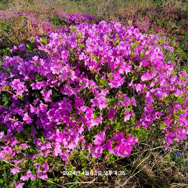 활짝 핀 분홍색 철쭉꽃이 만개한 모습