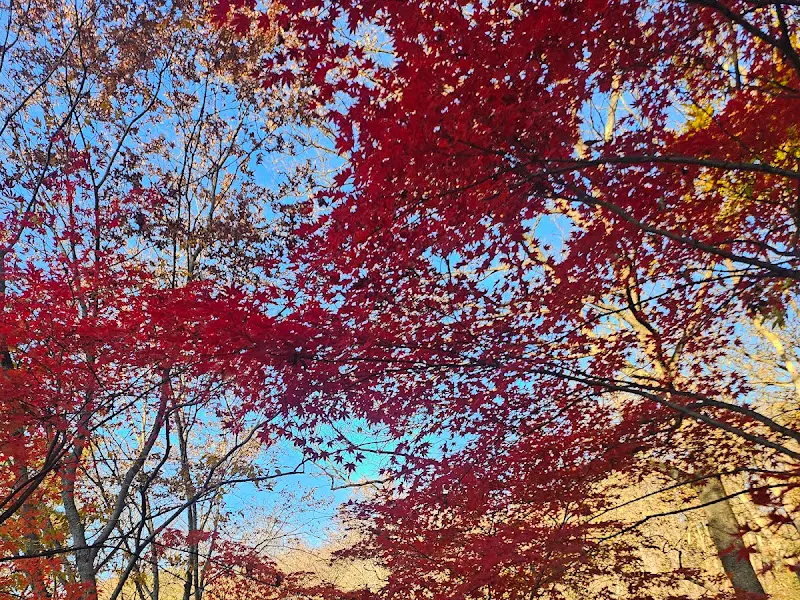 가을 단풍이 든 입곡군립공원