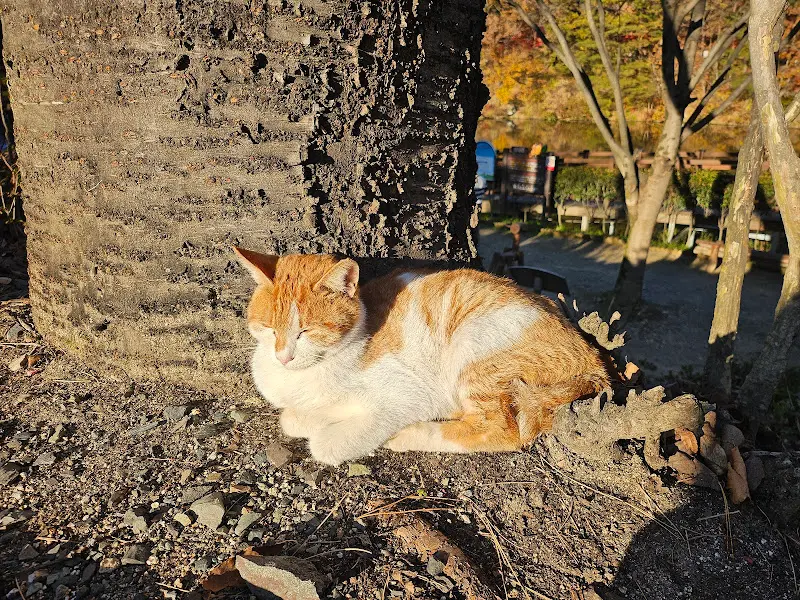 나무 밑에서 쉬고 있는 고양이