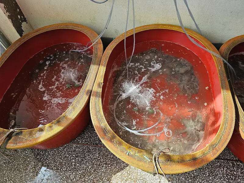 싱싱한 낙지가 가득한 수조