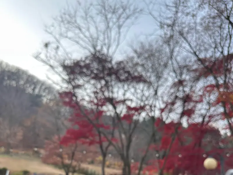 붉게 물든 단풍나무