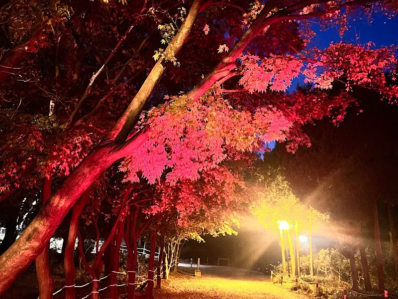 밤에 조명이 켜진 정원