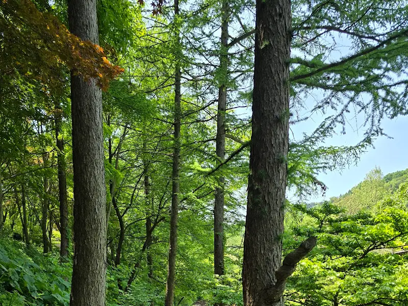 울창한 나무들이 하늘을 가린 숲길