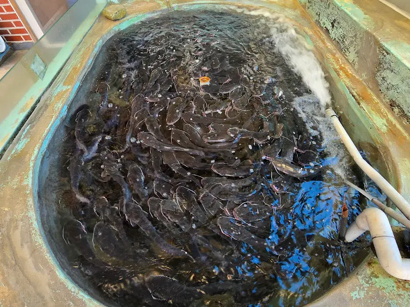 싱싱한 메기들이 헤엄치는 수조
