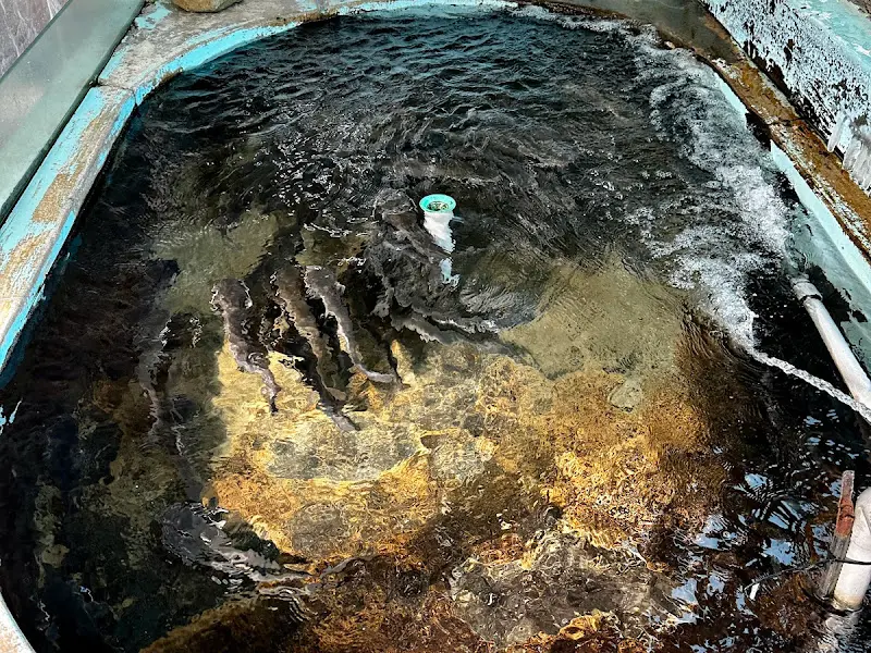 섬진강 메기 매운탕