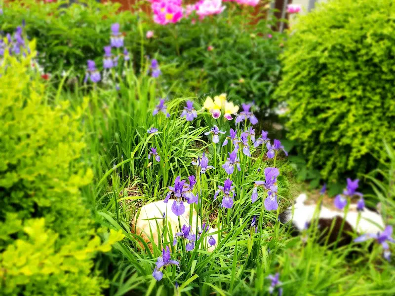 생곡막국수 정원