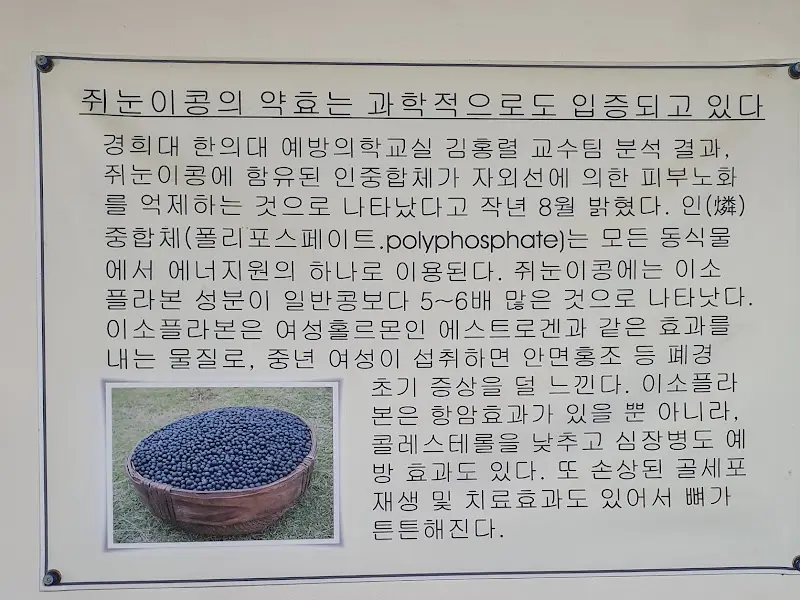 쥐눈이콩의 효능 안내문