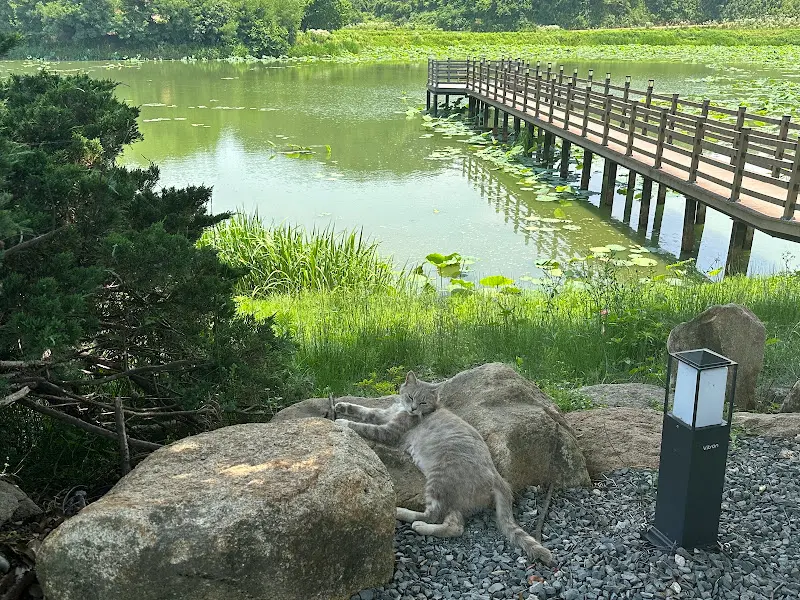 연잎이 떠 있는 연못