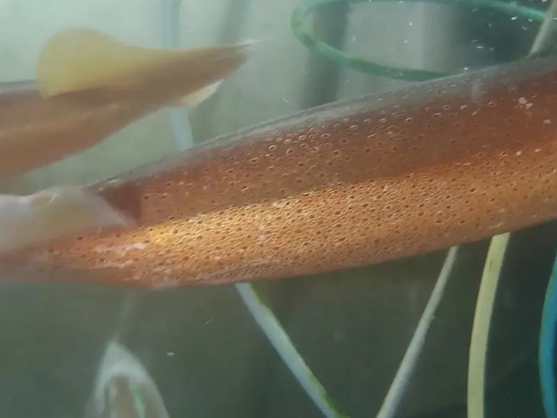 수조 속 오징어