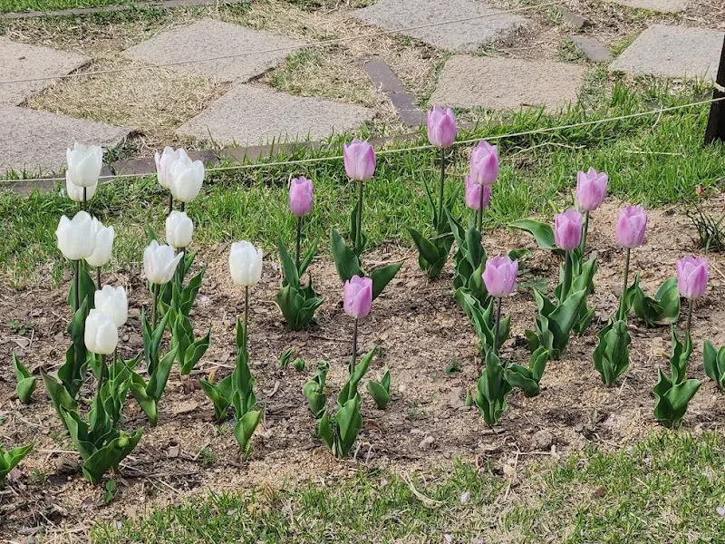 정원에 핀 튤립