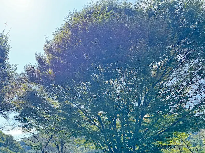 식당 앞 느티나무