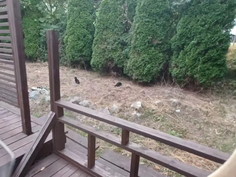 정원에서 뛰어노는 새끼 고양이들