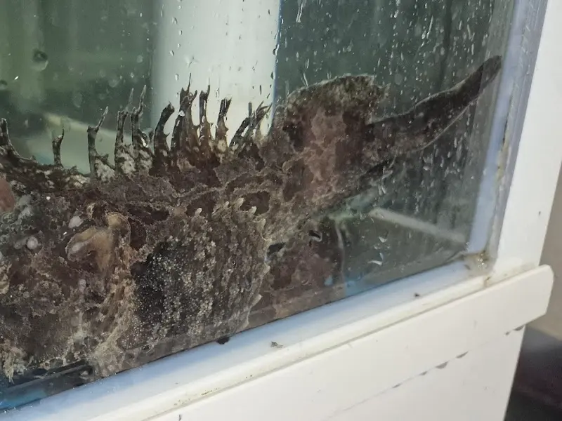 수족관 속 생선