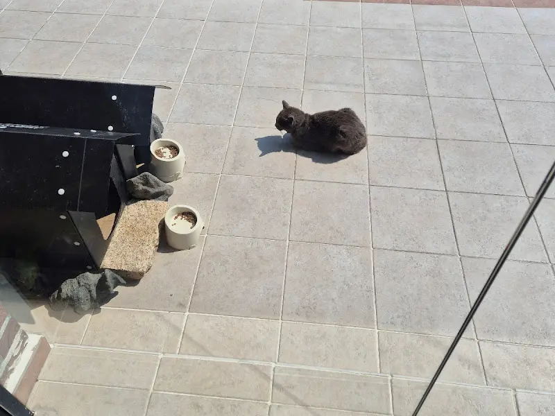 카페 앞을 자유롭게 돌아다니는 고양이