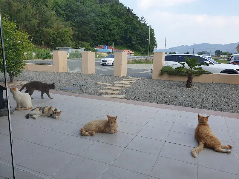 카페 앞에서 휴식을 취하는 고양이들