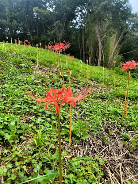 영암 주변 풍경