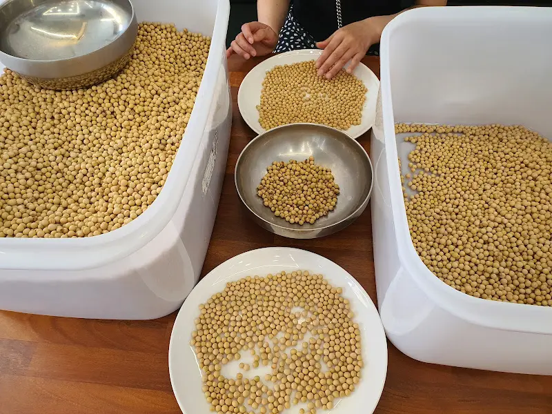 콩 고르기 체험