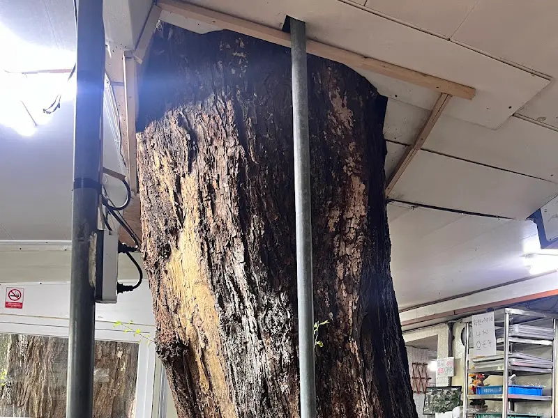 식당 내부에 자리잡은 거대한 버드나무