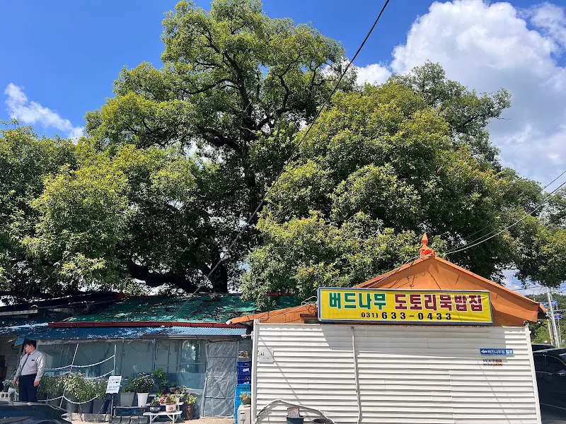 식당 건물 위로 웅장하게 뻗어있는 버드나무