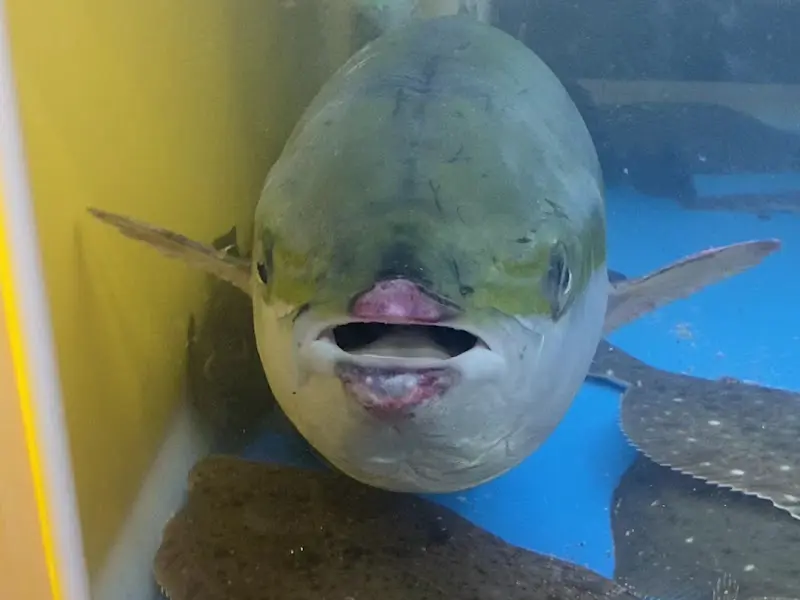 수족관 속 물고기