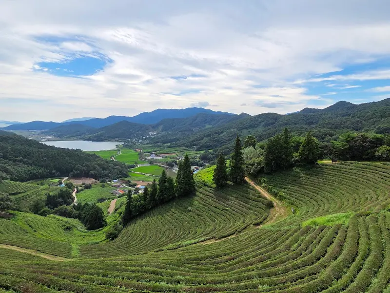 초록잎이 펼치는 세상에서 바라본 녹차밭