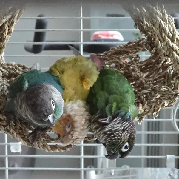 평화로운 새들의 낮잠