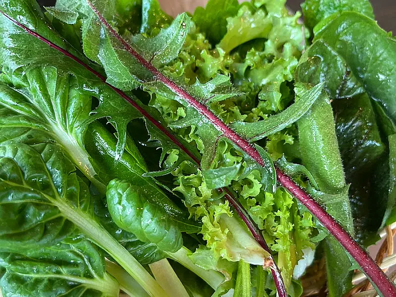 싱싱한 쌈 채소