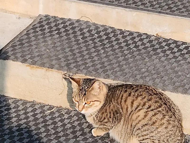 식당 앞 고양이