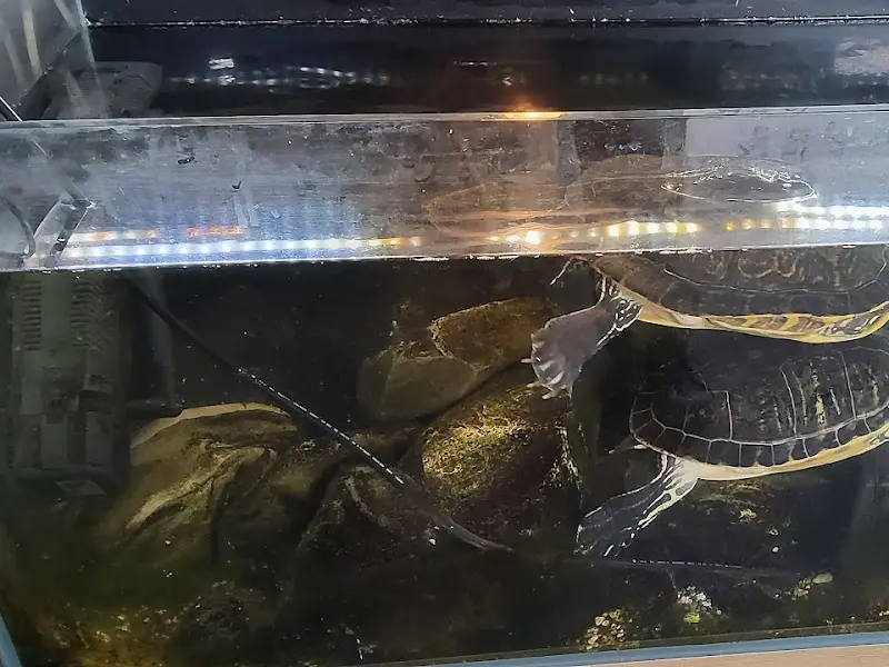 수족관 속 거북이