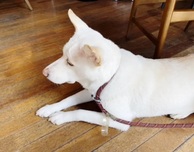 바닥에 누워있는 구름이