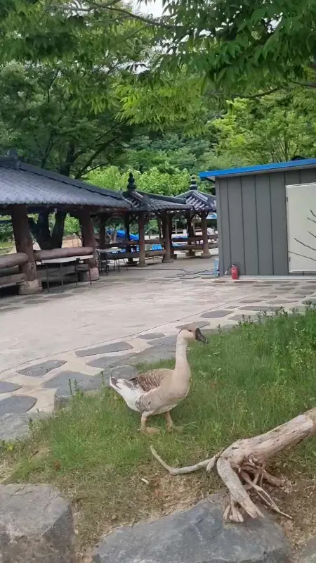 정원에서 자유롭게 돌아다니는 오리
