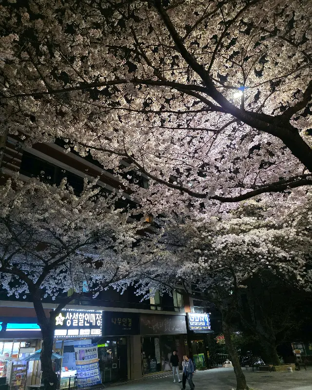 밤에 벚꽃이 만개한 거리 풍경