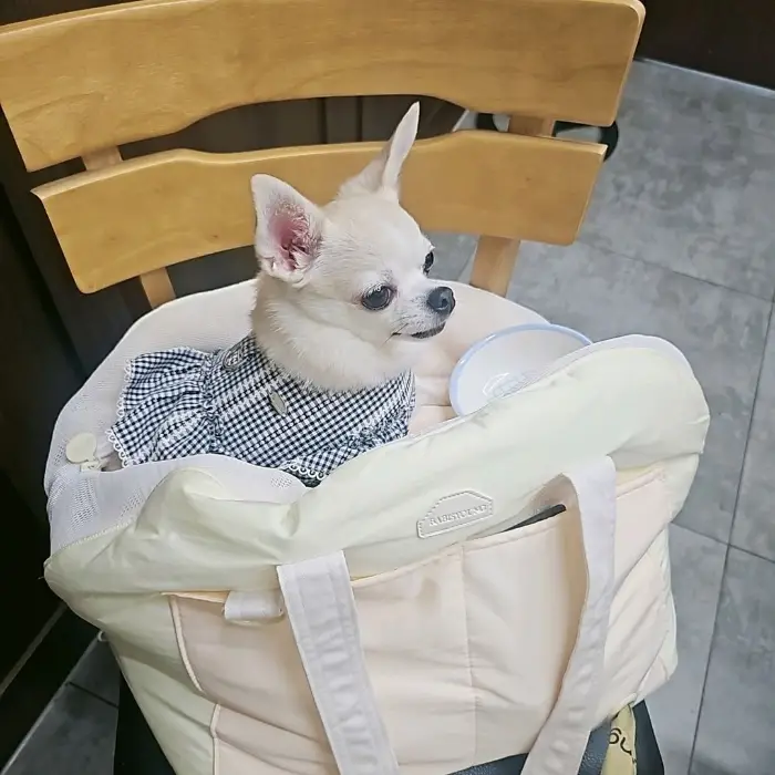 편안한 해먹에 앉아있는 반려견