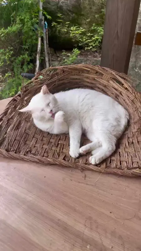 카페 마스코트 고양이