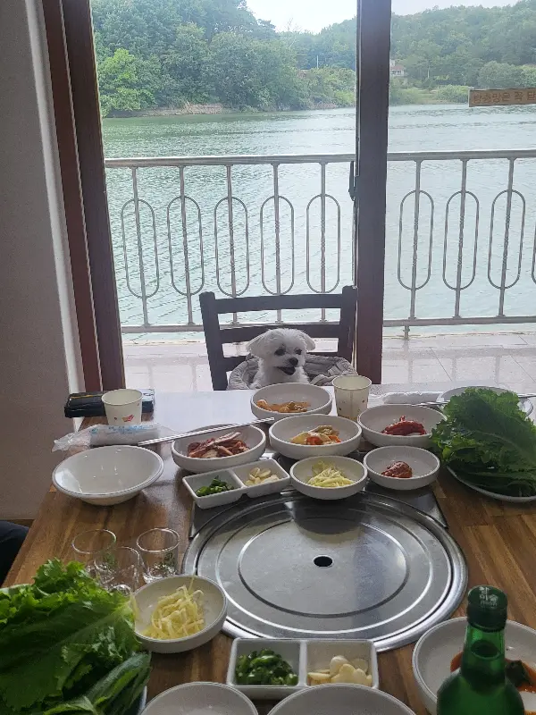 반려견 동반 식사