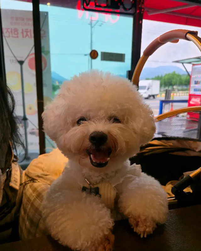 하만스 버거 메뉴