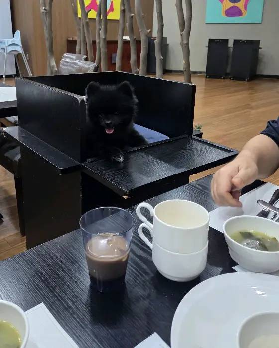 강아지가 앉아있는 전용 좌석