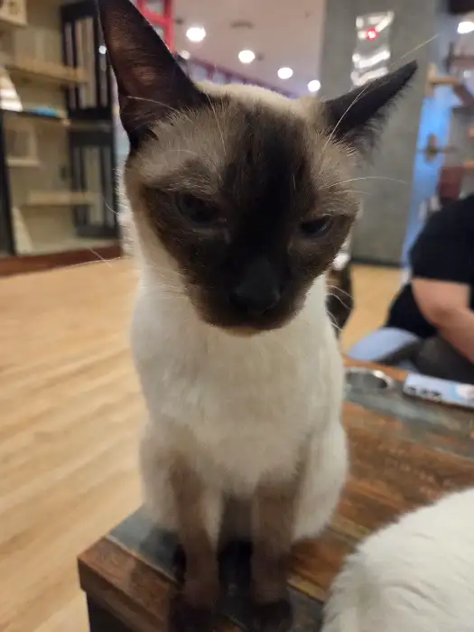 귀여운 고양이