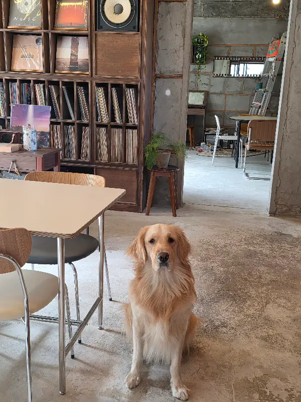 카페 내부의 강아지